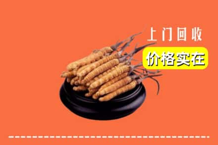 邯郸市成安回收冬虫夏草